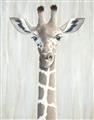 Picture of Close-up Giraffe _GroupedProduct_Rectangle_Portrait_Mini_ _GroupedProduct_Rectangle_Portrait_Unframed_Print_Only_