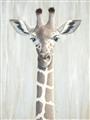 Picture of Close-up Giraffe _GroupedProduct_Rectangle_Portrait_Mini_ _GroupedProduct_Rectangle_Portrait_Unframed_Print_Only_