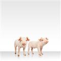 Picture of Together Pigs _GroupedProduct_Square_Mini_ _GroupedProduct_Square_Unframed_Print_Only_