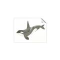 Picture of Orca Whale _GroupedProduct_Rectangle_Landscape_Mini_ _GroupedProduct_Rectangle_Landscape_Unframed_Print_Only_