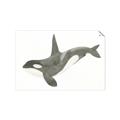 Picture of Orca Whale _GroupedProduct_Rectangle_Landscape_Mini_ _GroupedProduct_Rectangle_Landscape_Unframed_Print_Only_
