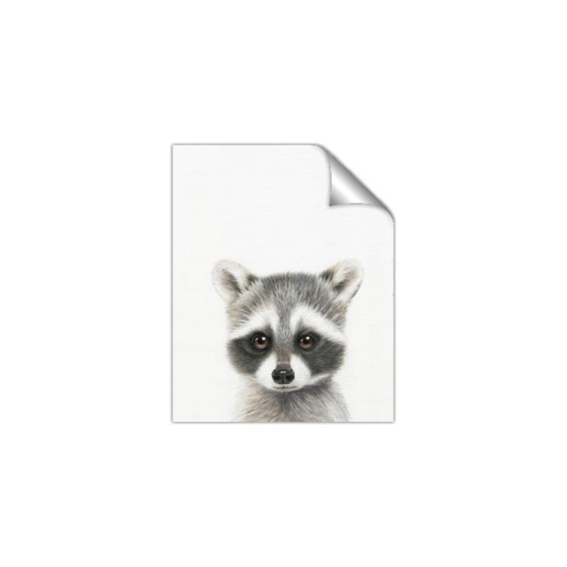 Picture of Coon Baby _GroupedProduct_Rectangle_Portrait_Mini_ _GroupedProduct_Rectangle_Portrait_Unframed_Print_Only_