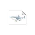 Picture of Great White Shark _GroupedProduct_Rectangle_Landscape_Mini_ _GroupedProduct_Rectangle_Landscape_Unframed_Print_Only_