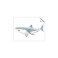 Picture of Great White Shark _GroupedProduct_Rectangle_Landscape_Mini_ _GroupedProduct_Rectangle_Landscape_Unframed_Print_Only_