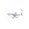 Picture of Great White Shark _GroupedProduct_Rectangle_Landscape_Mini_ _GroupedProduct_Rectangle_Landscape_Unframed_Print_Only_