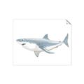 Picture of Great White Shark _GroupedProduct_Rectangle_Landscape_Mini_ _GroupedProduct_Rectangle_Landscape_Unframed_Print_Only_