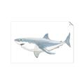 Picture of Great White Shark _GroupedProduct_Rectangle_Landscape_Mini_ _GroupedProduct_Rectangle_Landscape_Unframed_Print_Only_