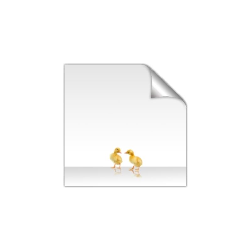 Picture of Together Ducks _GroupedProduct_Square_Mini_ _GroupedProduct_Square_Unframed_Print_Only_