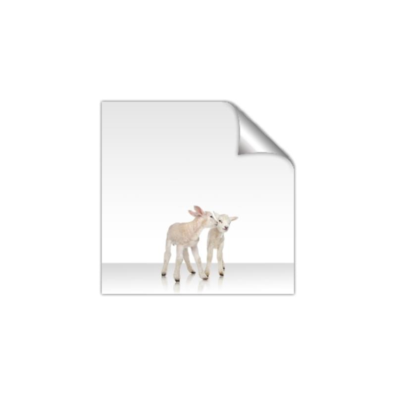Picture of Together Lambs _GroupedProduct_Square_Mini_ _GroupedProduct_Square_Unframed_Print_Only_