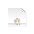 Picture of Together Lambs _GroupedProduct_Square_Mini_ _GroupedProduct_Square_Unframed_Print_Only_