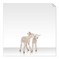 Picture of Together Lambs _GroupedProduct_Square_Mini_ _GroupedProduct_Square_Unframed_Print_Only_