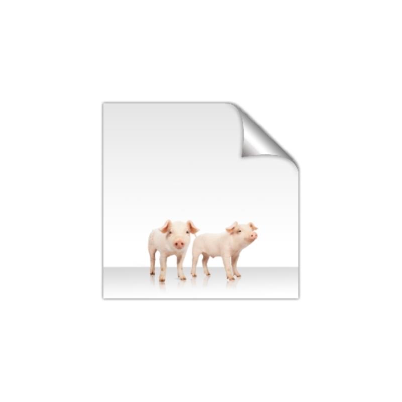 Picture of Together Pigs _GroupedProduct_Square_Mini_ _GroupedProduct_Square_Unframed_Print_Only_