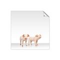 Picture of Together Pigs _GroupedProduct_Square_Mini_ _GroupedProduct_Square_Unframed_Print_Only_