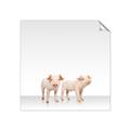 Picture of Together Pigs _GroupedProduct_Square_Mini_ _GroupedProduct_Square_Unframed_Print_Only_