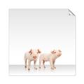 Picture of Together Pigs _GroupedProduct_Square_Mini_ _GroupedProduct_Square_Unframed_Print_Only_