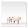 Picture of Together Pigs _GroupedProduct_Square_Mini_ _GroupedProduct_Square_Unframed_Print_Only_