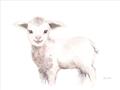 Picture of Baby Sheep Side  _GroupedProduct_Rectangle_Landscape_Mini_ _GroupedProduct_Rectangle_Landscape_Unframed_Print_Only_