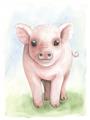 Picture of Farm Pig _GroupedProduct_Rectangle_Portrait_Mini_ _GroupedProduct_Rectangle_Portrait_Unframed_Print_Only_