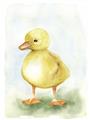 Picture of Farm Duck _GroupedProduct_Rectangle_Portrait_Mini_ _GroupedProduct_Rectangle_Portrait_Unframed_Print_Only_