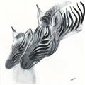 Picture of Mom and baby Zebra _GroupedProduct_Square_Mini_ _GroupedProduct_Square_Unframed_Print_Only_