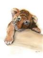 Picture of Sleeping Tiger _GroupedProduct_Rectangle_Portrait_Mini_ _GroupedProduct_Rectangle_Portrait_Unframed_Print_Only_