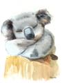 Picture of Sleeping Koala II  _GroupedProduct_Rectangle_Portrait_Mini_ _GroupedProduct_Rectangle_Portrait_Unframed_Print_Only_