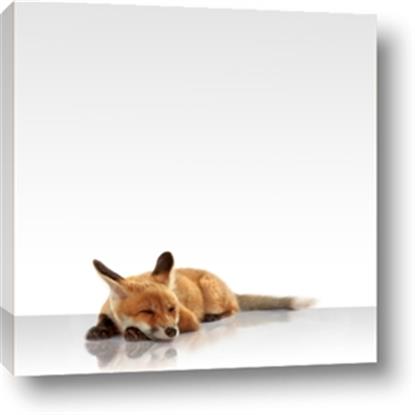 Picture of Singular Fox