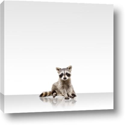 Picture of Singular Raccoon