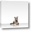 Picture of Singular Raccoon