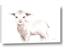 Picture of Baby Sheep Side