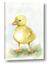 Picture of Farm Duck
