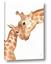 Picture of Mom and baby Giraffe