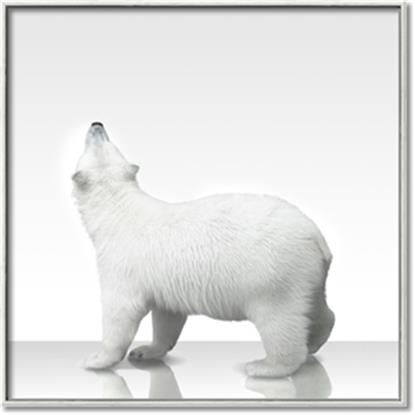 Picture of Singular Polar Bear