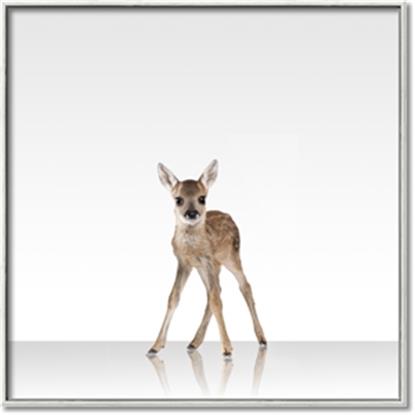 Picture of Singular Deer