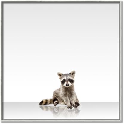 Picture of Singular Raccoon