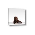 Picture of Singular Bear _GroupedProduct_Square_Mini_ _GroupedProduct_Square_Canvas_