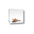 Picture of Singular Fox  _GroupedProduct_Square_Mini_ _GroupedProduct_Square_Canvas_