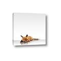 Picture of Singular Fox  _GroupedProduct_Square_Mini_ _GroupedProduct_Square_Canvas_