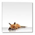 Picture of Singular Fox  _GroupedProduct_Square_Mini_ _GroupedProduct_Square_Canvas_