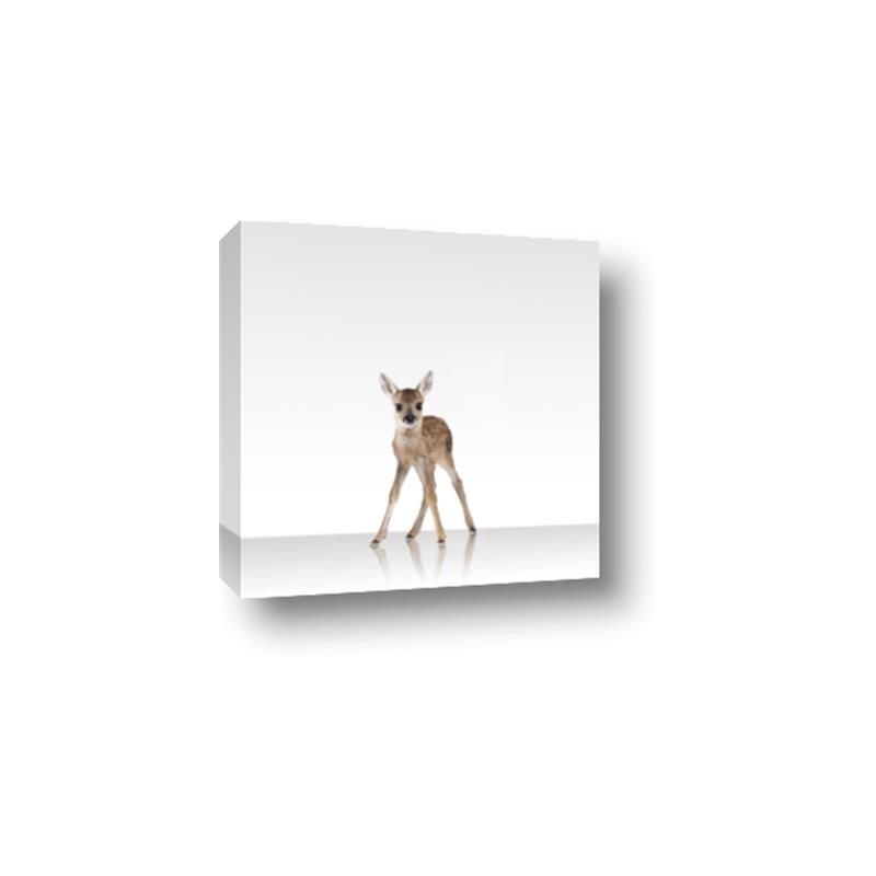 Picture of Singular Deer _GroupedProduct_Square_Mini_ _GroupedProduct_Square_Canvas_