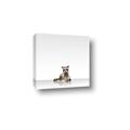 Picture of Singular Raccoon _GroupedProduct_Square_Mini_ _GroupedProduct_Square_Canvas_