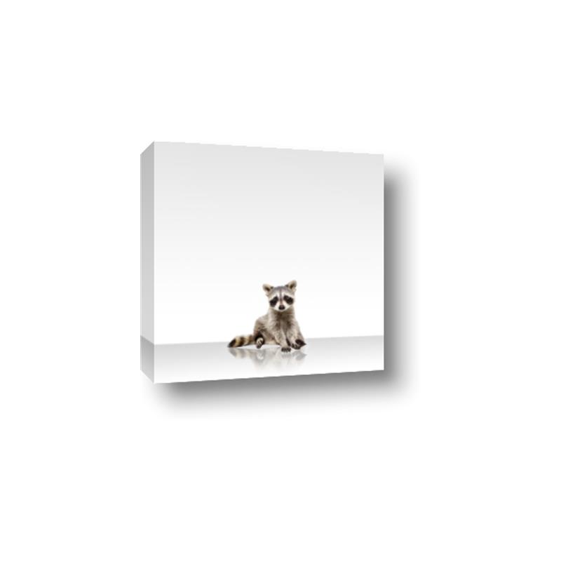 Picture of Singular Raccoon _GroupedProduct_Square_Mini_ _GroupedProduct_Square_Canvas_