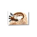 Picture of Sleeping Giraffe _GroupedProduct_Rectangle_Landscape_Mini_ _GroupedProduct_Rectangle_Landscape_Canvas_
