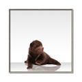 Picture of Singular Bear _GroupedProduct_Square_Mini_ _GroupedProduct_Square_Canvas_Framed_