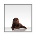 Picture of Singular Bear _GroupedProduct_Square_Mini_ _GroupedProduct_Square_Canvas_Framed_