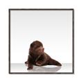 Picture of Singular Bear _GroupedProduct_Square_Mini_ _GroupedProduct_Square_Canvas_Framed_