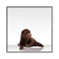 Picture of Singular Bear _GroupedProduct_Square_Mini_ _GroupedProduct_Square_Canvas_Framed_