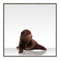 Picture of Singular Bear _GroupedProduct_Square_Mini_ _GroupedProduct_Square_Canvas_Framed_