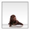 Picture of Singular Bear _GroupedProduct_Square_Mini_ _GroupedProduct_Square_Canvas_Framed_
