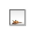 Picture of Singular Fox  _GroupedProduct_Square_Mini_ _GroupedProduct_Square_Canvas_Framed_